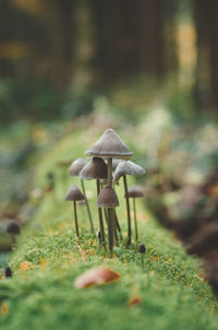 View of a mushroom family on a trunk of a tree in perspective 