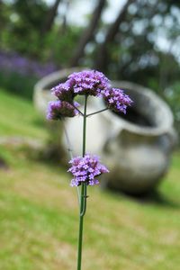 Close-up of purple flowering plant on field