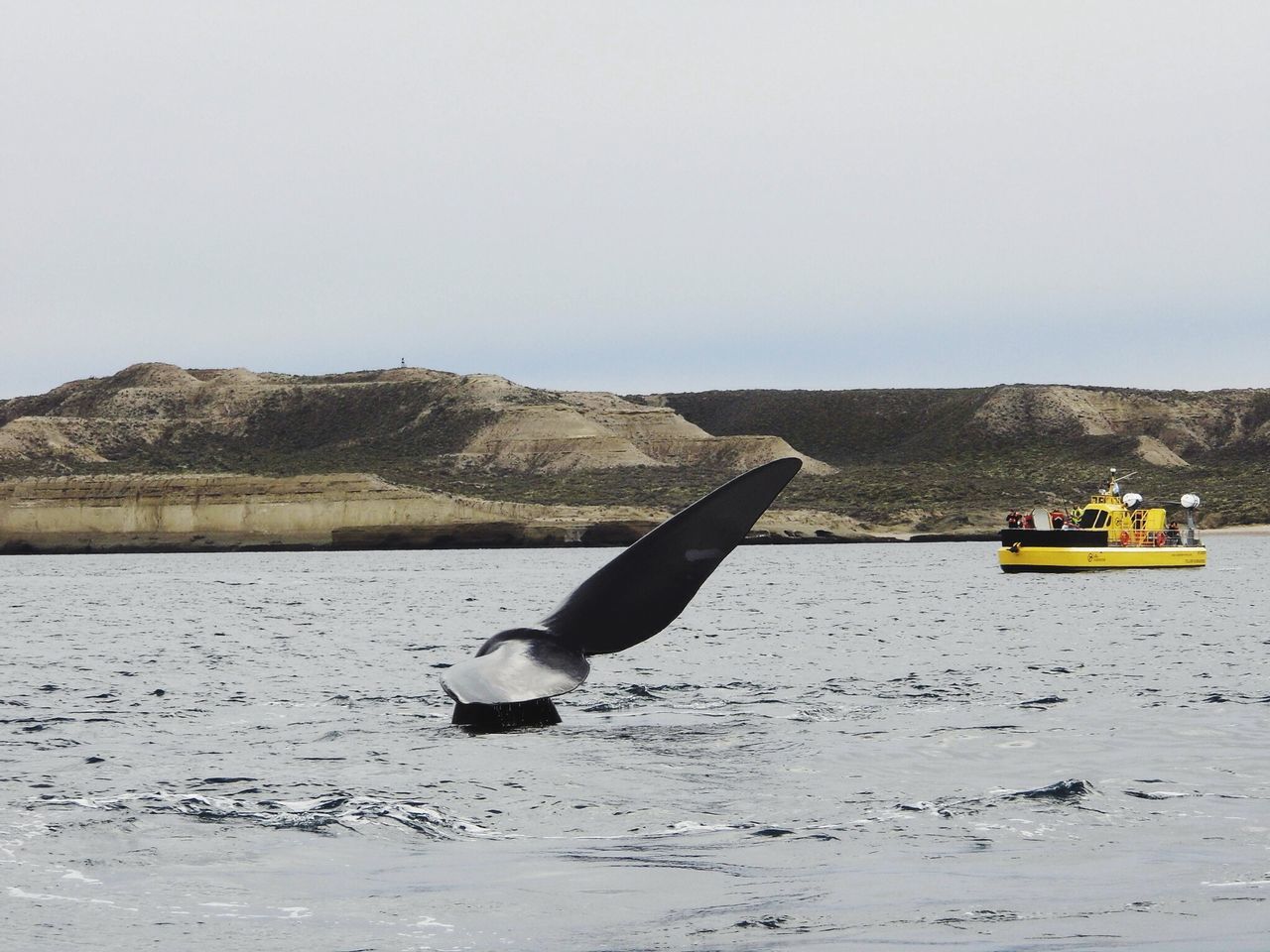 Ballena Austral