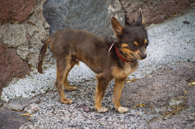 Small size dog standing on a natural stone ground