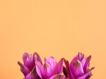 Close-up of pink flowering plant against orange background