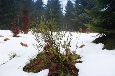 Close-up of snow covered pine trees on field during winter