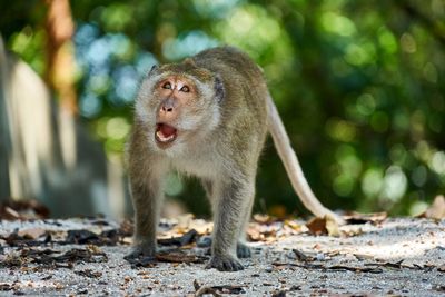 Monkey standing on ground