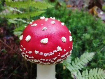 Close-up of fly agaric mushroom on field