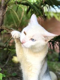 A white cat white with different eye colors gold and blue