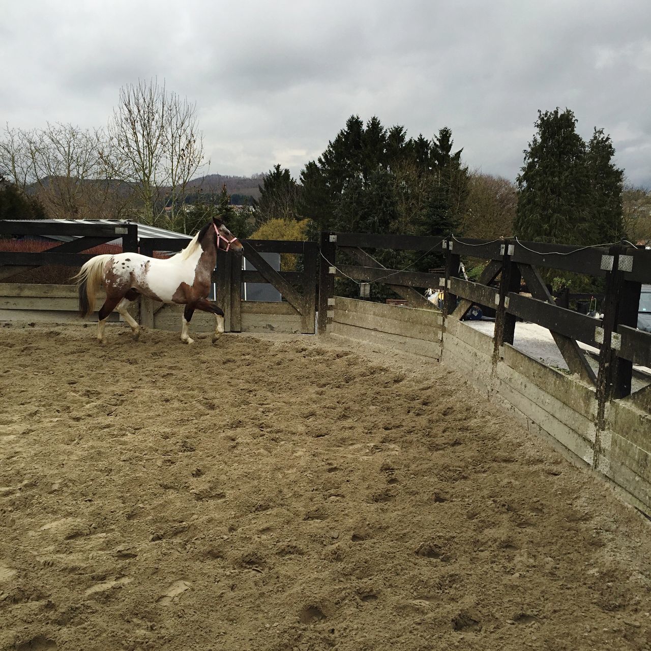 domestic animals, animal themes, sky, mammal, livestock, cloud - sky, horse, tree, fence, cloudy, field, two animals, herbivorous, cloud, nature, working animal, landscape, day, medium group of animals