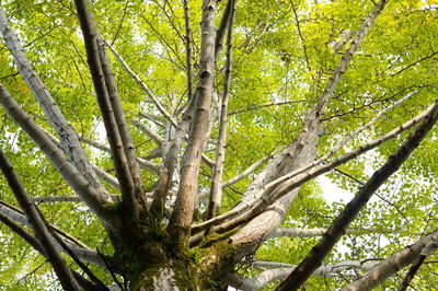 Low angle view of trees in forest