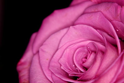 Close-up of rose against black background