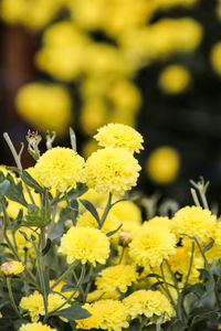 Close-up of yellow flowers blooming outdoors