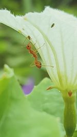 Close-up of butterfly perching on fresh flower
