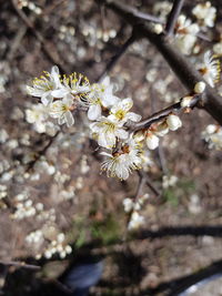 Close-up of cherry blossom