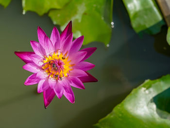 Close-up of purple lotus