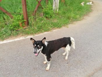 High angle portrait of black dog on footpath