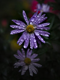 Close-up of wet purple flowers growing on field