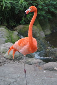 View of a bird on rock