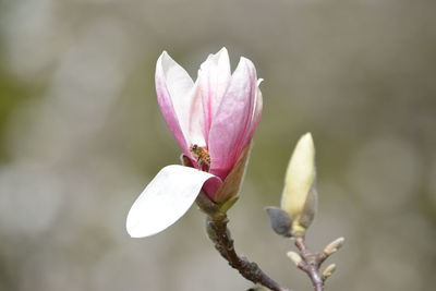 Close-up of pink flower buds