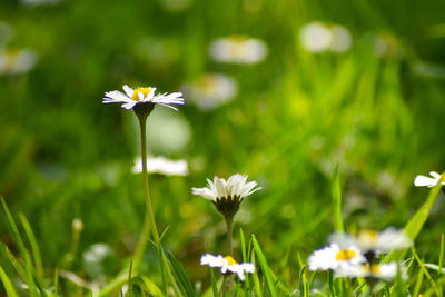 Close-up of white flowering plant on field