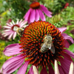 Close-up of insect on pink flower