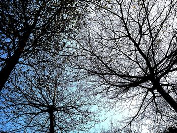 Low angle view of bare trees against sky