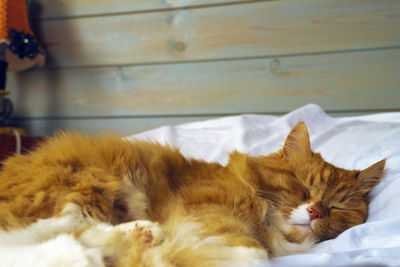 Cute red cat sleep on white sheet against wooden blue wall. cottagecore aesthetics and rural concept