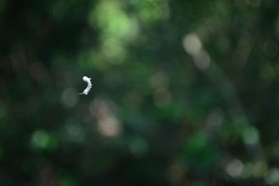 Bird flying against blurred background