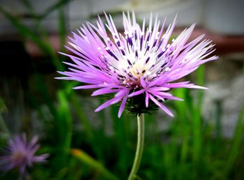 Close-up of purple flowers