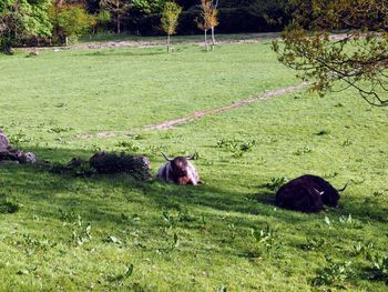 Dog in a field