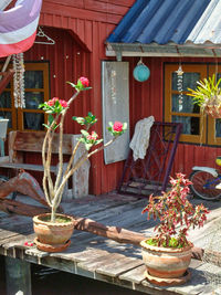 Potted plant on table against building