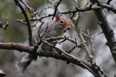 Squirrel on tree branch