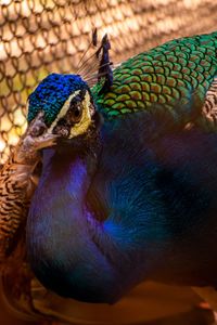 Close-up of peacock