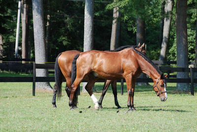 Large fenced field with a pair of twin grazing horses snacking on grass.