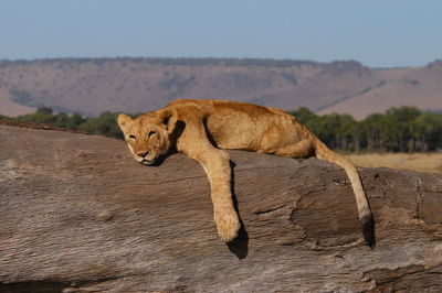 Lazy young lion living in masai mara, kenya