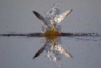 Caspian tern splashing water in lake