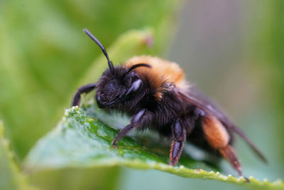 Detailed closeup on a female clarke's mining bee, andrena clarkella sitting on a green leaf