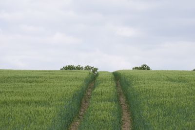 Scenic view of agricultural field against sky