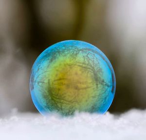 Close-up view of jellyfish