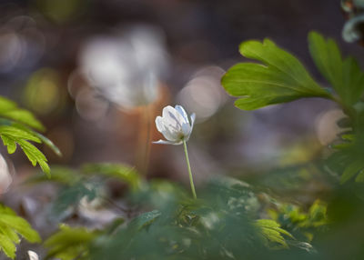 Close-up of white flowering plant