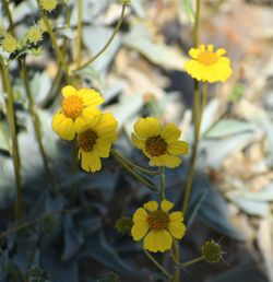 Close-up of yellow flowering plant