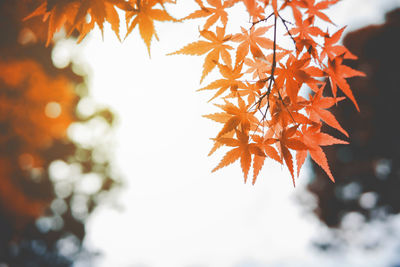 Low angle view of autumn leaves on tree