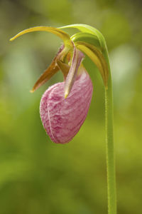 Close-up of flower against blurred background