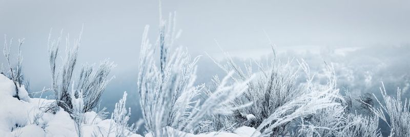 Close-up of snow covered field against clear sky