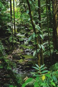 View of trees in forest