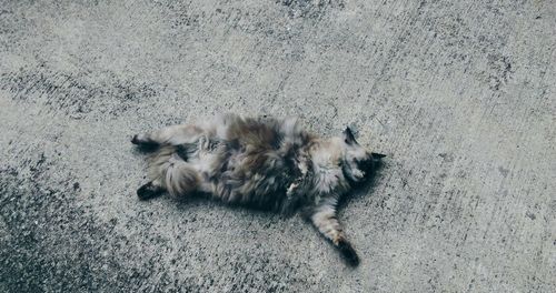 Cat resting on floor
