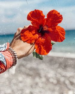 Close-up of hand holding orange flower