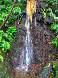 Waterfall in forest