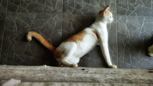 Cat relaxing on floor