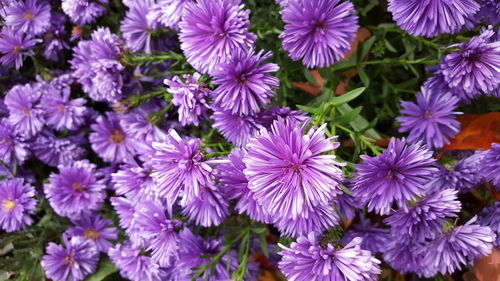 Close-up of purple flowers