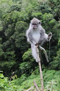 Monkey on tree branch