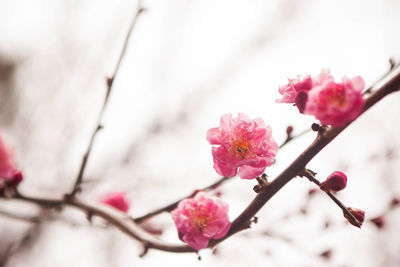 Close-up of pink flowers blooming on tree