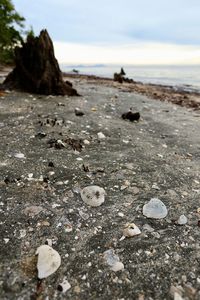 Close-up of crab on beach against sky